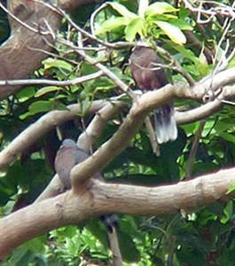 Bolle's & Laurel Pigeons - Columba bollii & junoniae © John Muddeman